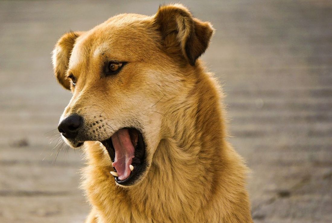 В Пензенской области собаки терроризируют райцентр ночью и днем