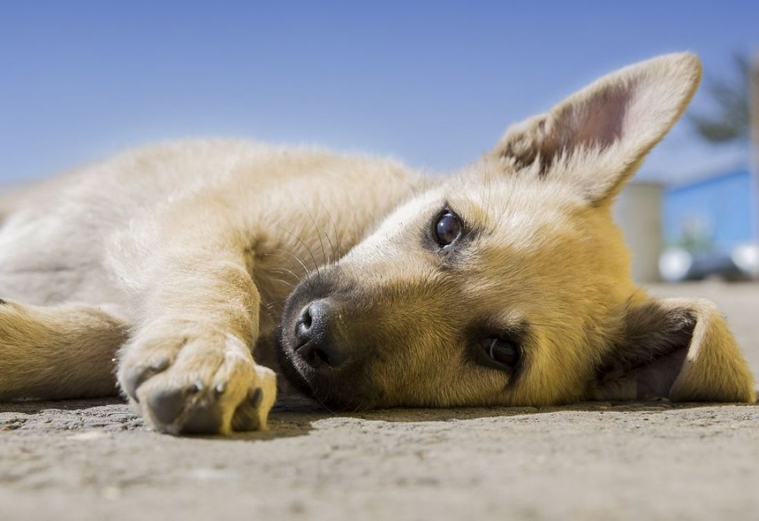 Жители райцентра Пензенской области возмущены убийством щенка