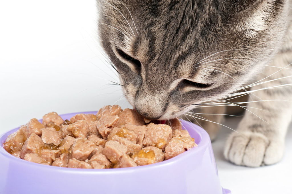 Почему влажный корм для кошек полезнее сухого?